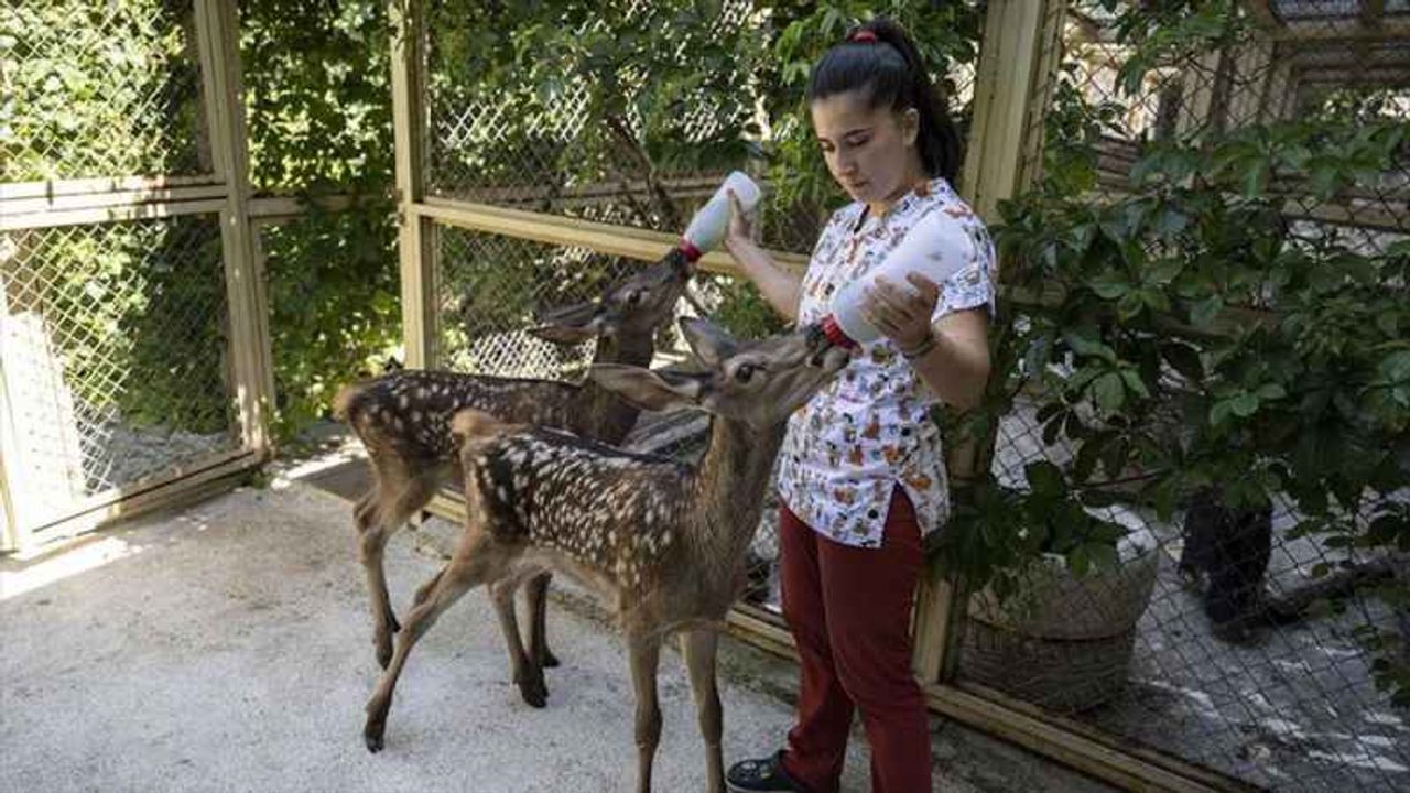 Yaralı bulunan yavru "Bambi"ler tedavilerinin ardından doğaya salınacak