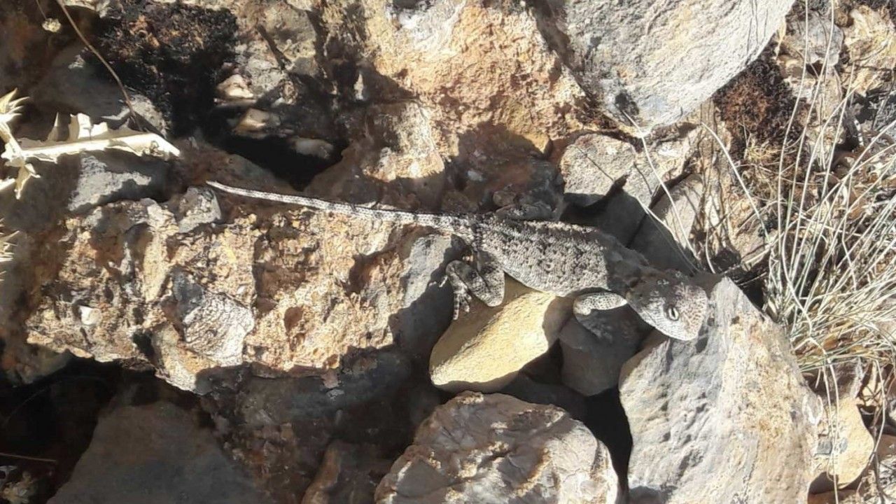 Tunceli’de kırmızı listede bulunan ‘Bozkır Keleri’ görüldü