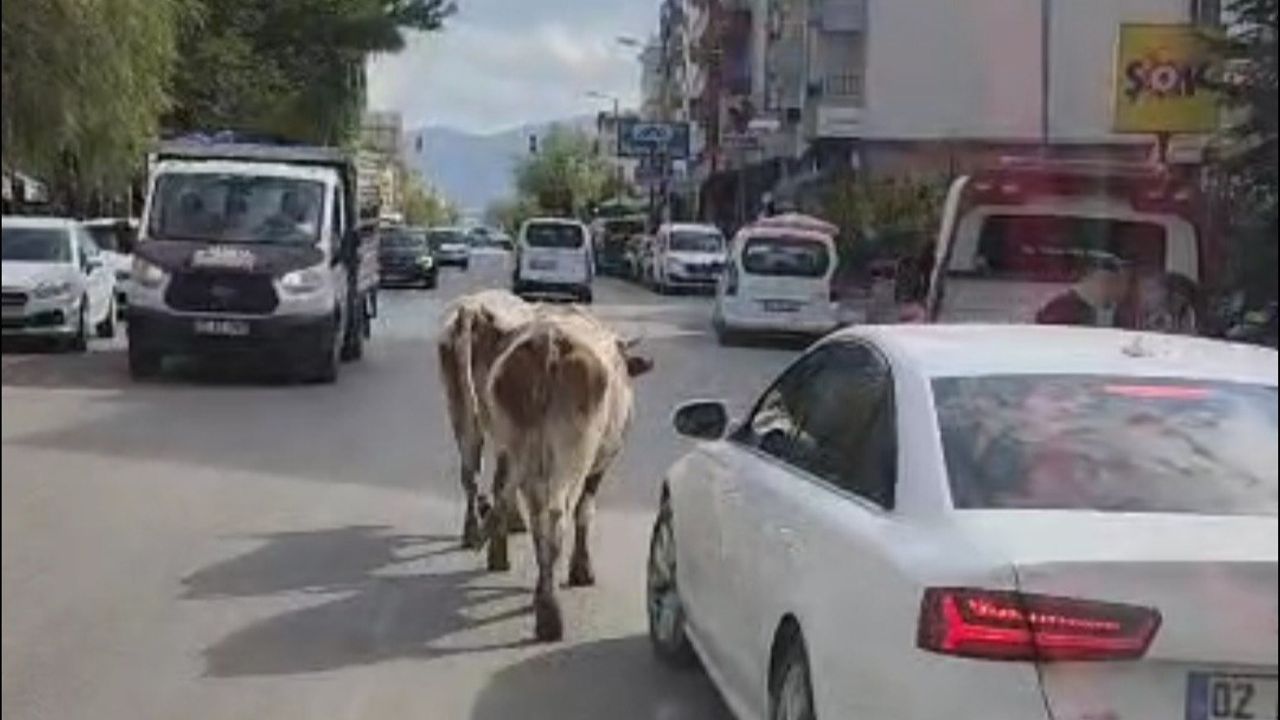 Elazığ’da Trafikte İnek Yoğunluğu! Sürücüler Ne Yapacağını Şaşırdı