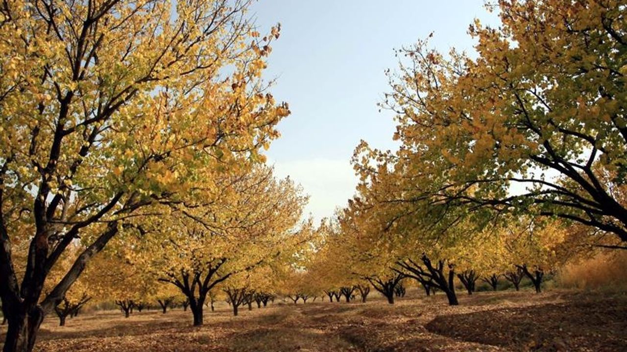 Kayısı ağaçlarında doğru bakım, verimi artırıyor