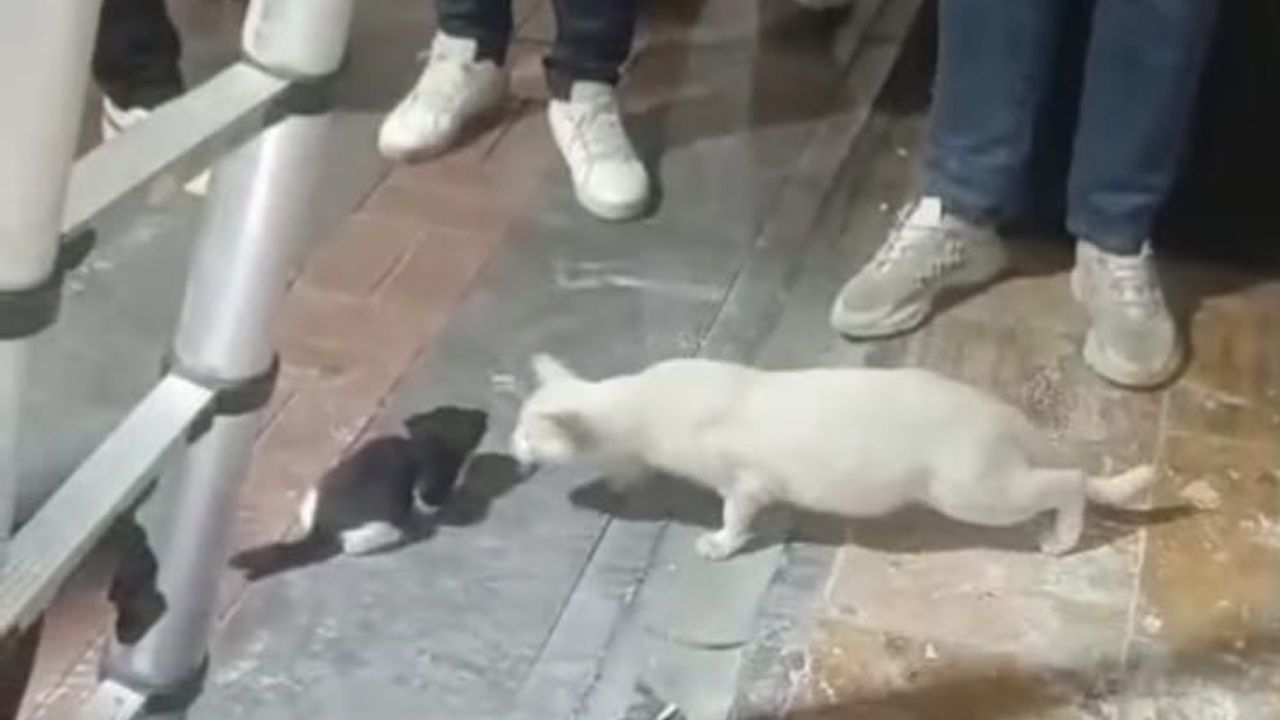 Yavru kedilerin imdadına itfaiye yetişti