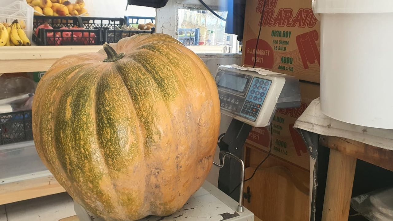 Yüzde 100 organik, kilosu 15 TL’den şifa saçıyor!