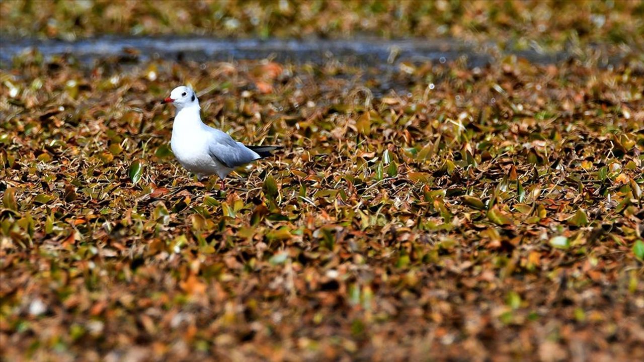 Kars'ta göçmen kuşların konakladığı Asboğa Gölü'nde su 60 metre çekildi