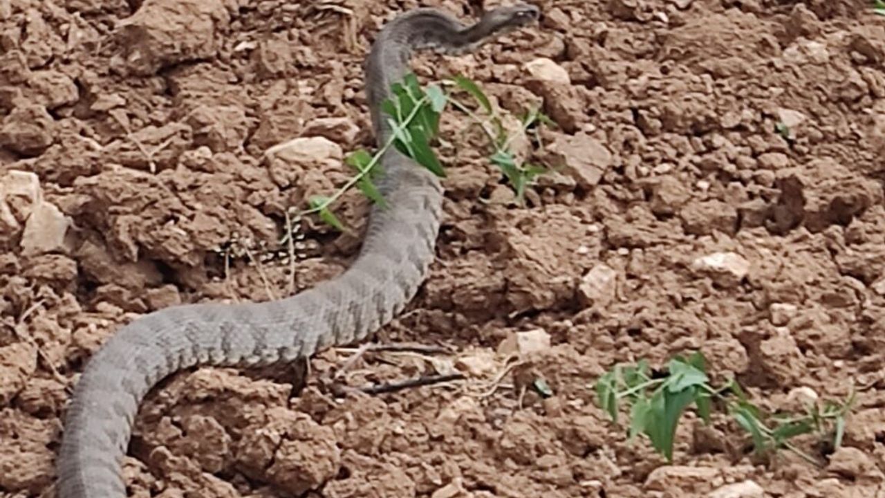 Malatya'da kayısı bahçesinde ürküten anlar: 2 metrelik dev y