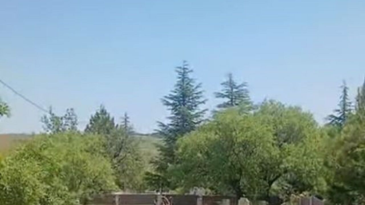 Koruma altındaki dağ keçileri Harput mezarlıklarında boy gös