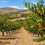 Malatya'da Dev Kayısı Bahçesi Satışa Çıktı! Fiyatı Dikkat Çekti