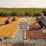 Malatya'nın Gizli Tehlikesi! Gün Kurusu Kayısıda Üreticiyi Zorlayan Risk Büyüyor