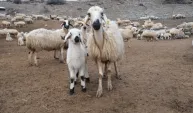 Erzincan’da koyun ve kuzuların coşkulu buluşması havadan görüntülendi