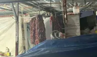 Şarküteri tezgahında sucuğun tadını çıkaran kedi kameraya yakalandı