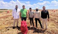 Şanlıurfa’da sarımsak hasadında buruk dönem: Hava muhalefeti verimi ve kaliteyi düşürdü