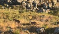 Harput'ta Nefes Kesen Görüntü! Koruma Altındaki Dağ Keçileri Tarihi Mahalleye İndi