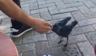 Aç Kalan Yavru Kargaya Vatandaşın Yardım Etmesi, Görenleri Duygulandırdı