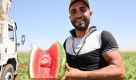 Bu Karpuzun Lezzeti Toprağından Geliyor: Diyarbakır’da Hasat Başladı