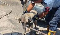 Konteynerin altında mahsur kalan anne köpek ve yavruları kurtarıldı