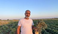 Şanlıurfa’nın semizotu Almanya’da gurbet sofrasına taşındı
