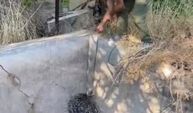 Sulama havuzuna düşen oklu kirpi böyle kurtarıldı