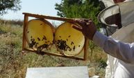 Gercüş’te Arıcıların Yüzünü Güldüren Sezon! Bal Hasadında Bereket Umudu