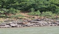 Tunceli’de Doğanın Sessiz Misafirleri Görüntülendi! Dağ Keçileri Nehir Kenarında Ortaya Çıktı