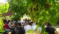 Batman’da mezrone üzümü için önemli adım: Üreticiler kooperatif çatısı altında birleşiyor