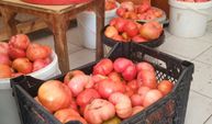 Elazığ’da 1 kilo 200 gramlık dev domatesler şaşırtıyor