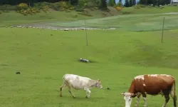 Malatya Valiliği’nin mera emri yayınlandı!