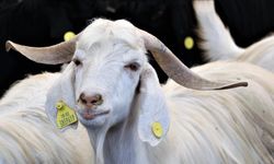 2025 Kurban Kesim Tedbirleri Açıklandı!