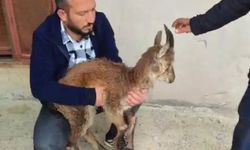 Doğanşehir’de yaralı halde bulundu, DKMP aldı!