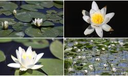 UNESCO Deltasında Lotus Güzelliği!