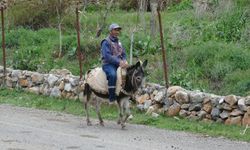 Malatya’da kaç eşşek var? TÜİK açıkladı!