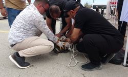 Malatya’da Pitbull Kabusu: Kalabalığa Saldırdı, 1 Kişi Yaralandı