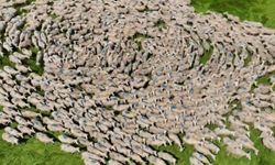 Sürünün senkronize hareketi, izleyenleri adeta mest etti!