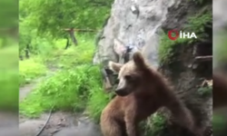 Ayı,  köy evinin kapısına dayandı! O anlar saniye saniye kamerada!