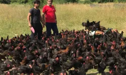 Büyükşehirden Üreticiye Yüzde 50 Hibeli Yumurta Tavuğu Desteği