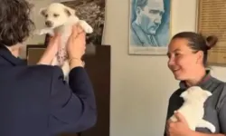 Muhtar Yürek Isıttı: Korunan Yavru Köpeklere Kucak Açtı