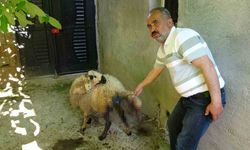 Adıyaman'da sokak köpekleri köylülerin hayvanlarına saldırdı