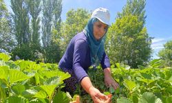 Elazığ'da aromasıyla dikkat çeken ‘Kuyulu’ çileğinde hasat başladı