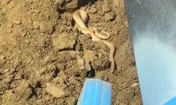 Elazığ’da hava ısındı, yılanlar ortaya çıktı