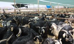 Elazığ’da kurban kesim alanları açıklandı