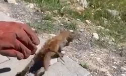 Kahramanmaraş'ta su giderine sıkışan kedi kurtarıldı