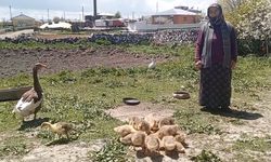 Kars'a Kaz Lezzeti İçin Akın Var: Fiyatlar Altını Solladı