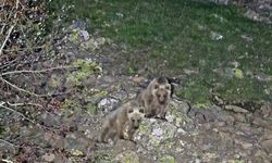 Nemrut Kalderası’nda Doğa Canlandı, Ayılar Maskot Oldu
