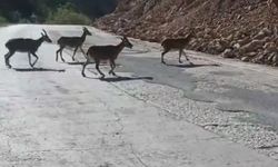 Nesli Tükenme Tehlikesindeki Vaşak Gündüz Görüntülendi!