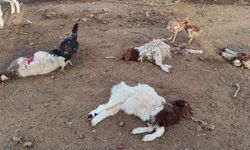 Şanlıurfa’da başıboş köpekler 33 kuzuyu telef etti