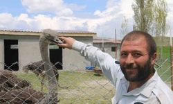 Sivas’ta Deve Kuşu Şaşkınlığı! "Ne Olduğunu Anlamadılar"