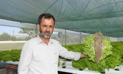 Topraksız tarımla 70 günden 30 güne düşürdü!