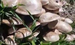 Tunceli'nin Plakası Kadar Mantar Buldu