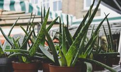 Aloe Vera Nedir? Aloe Vera Nasıl Kullanılır?