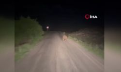 Yolda gördüğü ayıyı böyle kovaladı!