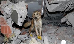 Hayvanlar Depremi Önceden Hissediyor mu?