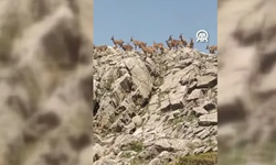 Sürgü'nün kayalıklarında nadir ziyaretçiler!